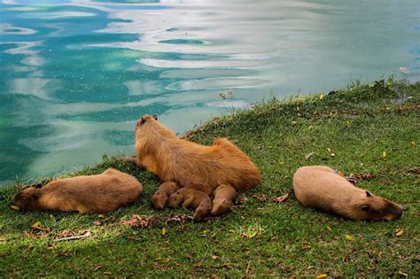 All about Capybara - Diet, Lifespan, Habitat and Facts