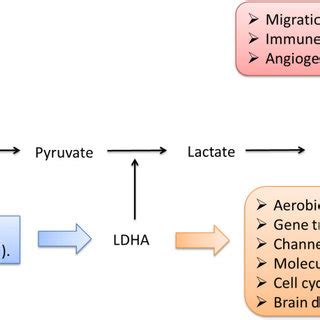 (PDF) The Regulation and Function of Lactate Dehydrogenase A: Therapeutic Potential in Brain Tumor