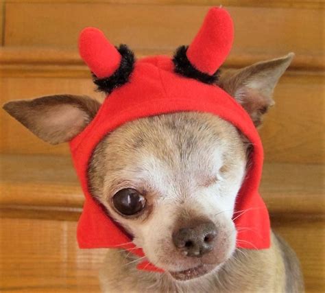 One-Eyed Chihuahua Had Many Great Halloween Costumes -- But Wait 'Til You See THE BEST ONE ...