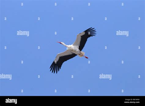 flying white stork Stock Photo - Alamy