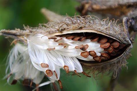 Milkweed plant with seeds stock image. Image of fall - 45853749