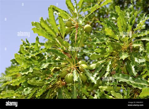 Fruits of the Karité tree / Shea butter tree Stock Photo - Alamy