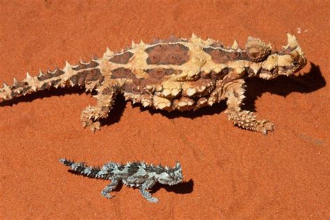 ZooBorns — Thorny Devil Hatches at Alice Springs Desert Park...