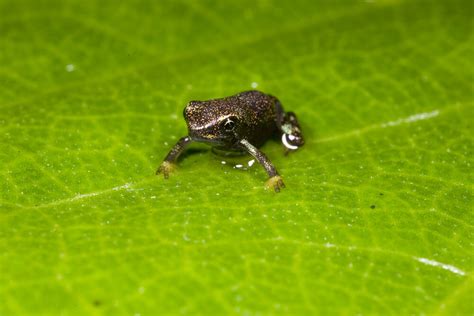 Panamanian Golden Frog | San Diego Zoo Animals & Plants