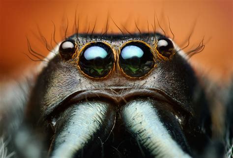 How Many Eyes Does a Spider Have? What Do Spider Eyes Look Like? | Owlcation