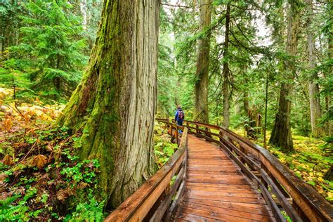 Visit Ancient Forest British Columbia Magazine - Flipboard