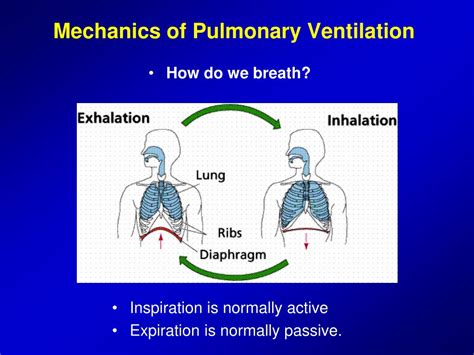 Mechanics Of Ventilation The Respiratory System Medical Physiology ...