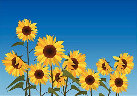 Sunflower Field Cartoon