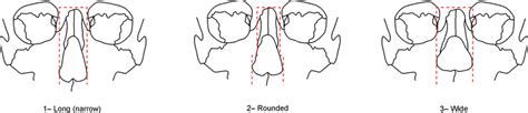 Nasal aperture width character states. Note: Dashed lines represent... | Download Scientific Diagram