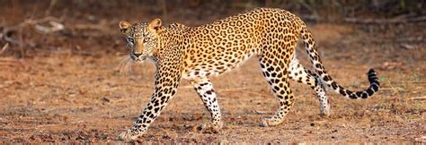 Leopard Safari Sri Lanka | Leopard Watching in Sri Lanka