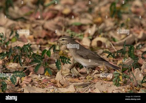 Siberian willow warbler (Phylloscopus trochilus yakutensis, Phylloscopus yakutensis), most ...