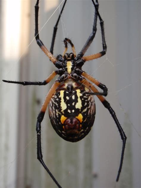 Barn Spider | Spider, Nature photography, Charlottes web