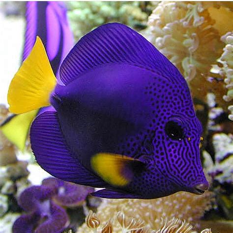 Reef Tank | Saltwater fish tanks, Reef tank, Animals live in water