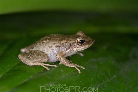 Coquí frog, Puerto Rico | PhotosPR.com