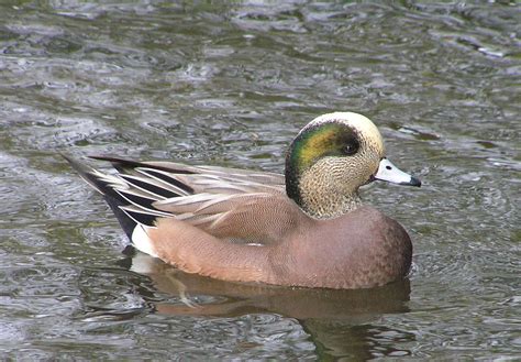 American Widgeon (drake) photo - Khanh Tran photos at pbase.com