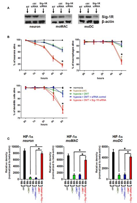 Figure 4 from The Endogenous Hallucinogen and Trace Amine N,N-Dimethyltryptamine (DMT) Displays ...