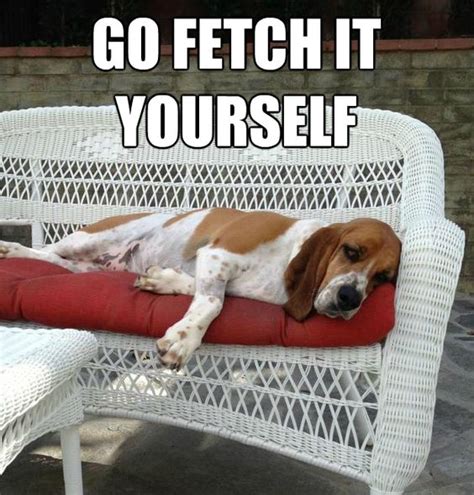 12 Best Basset Hound Memes of All Time