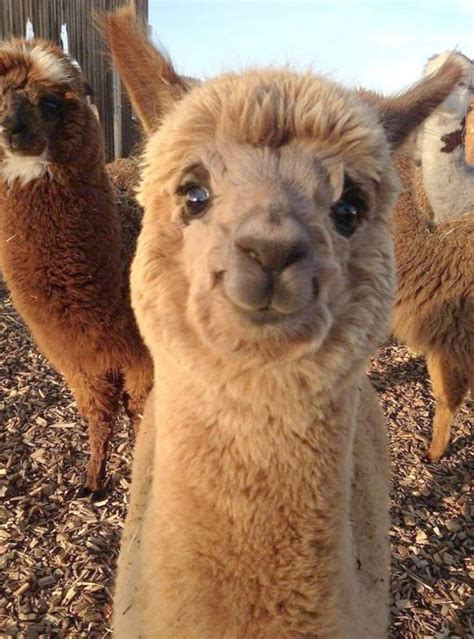 I L O V E llamas | Fotos de lhamas fofas | Cute little animals, Cute animals, Funny animal pictures