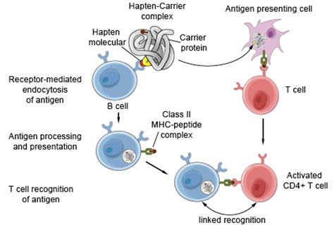 Hapten - Creative Diagnostics