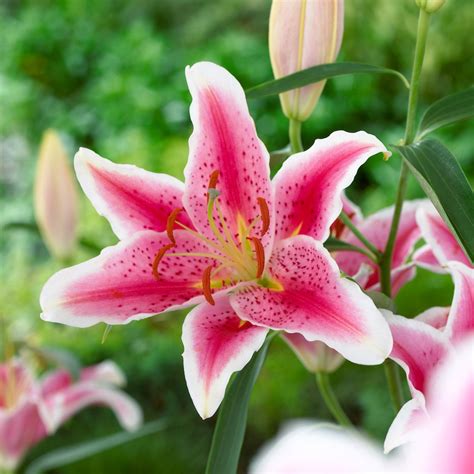 Why is Stargazer the World's Most Popular Lily? - Longfield Gardens