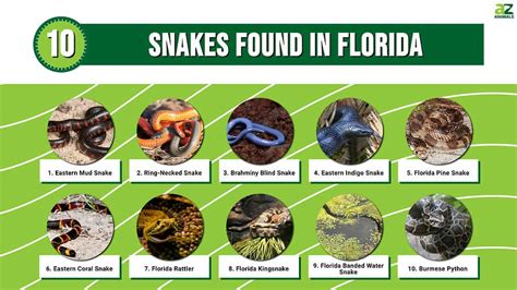 10 Snakes In Florida - A-Z Animals