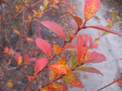 Leaf Diseases of Blueberry | NC State Extension Publications