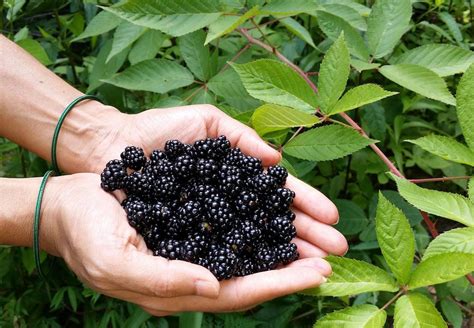 Pruning Blackberries: Growing Blackberries Successfully at Home