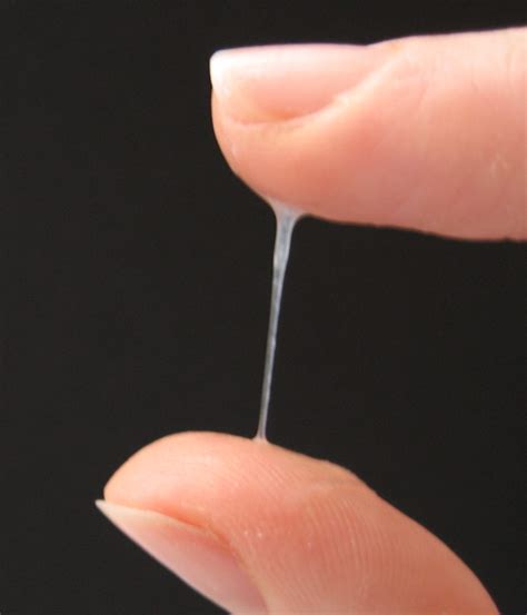 File:Cervical mucus1.jpg - Wikimedia Commons