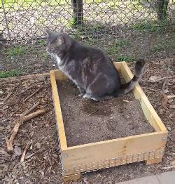 Cat Enclosures Outdoor Custom Cat Runs cat proof fence Kits