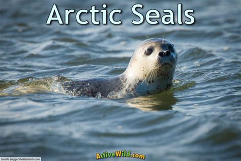 Arctic Seals: A List Of Seals That Live In The Arctic, With Pictures & Facts