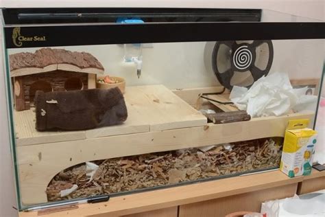 Gerbil Housing Pictures II | The Gerbil Forum | Gerbil, Small pets ...