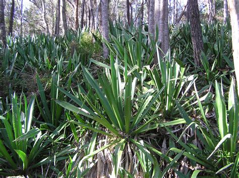 Furcraea selloa • New Zealand Plant Conservation Network