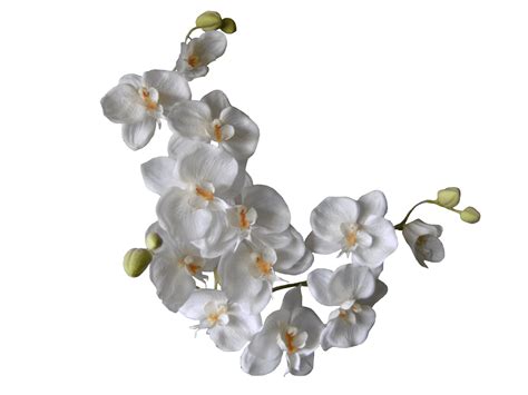 White Orchids On A Branch transparent PNG - StickPNG