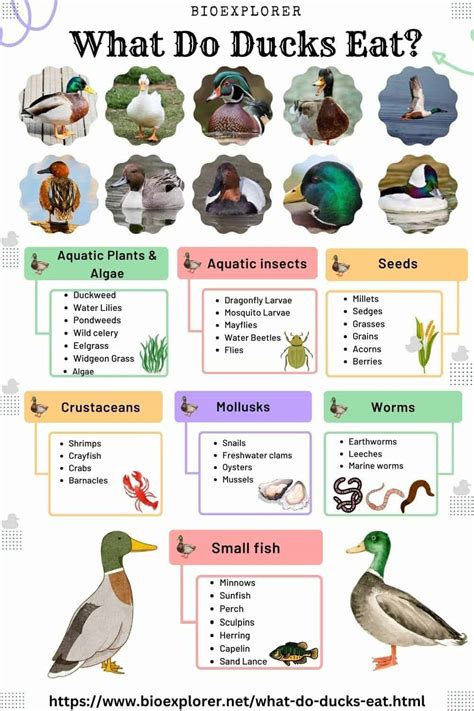 Wood Duck Life Cycle Diagram