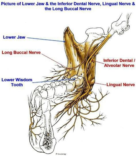 Long Buccal Nerve Block - JulienabbRojas