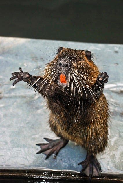 Nutria – An Animal You Will Be Seeing More Of