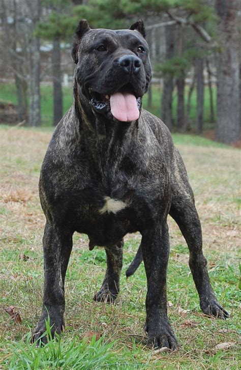 Five Large Dog Breeds For Tough Guys | PetHelpful