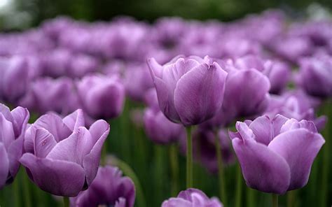 Purple Love, garden, flower, purple, tulip, HD wallpaper | Peakpx