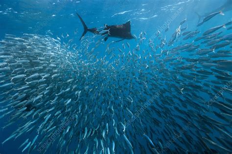 Atlantic Sailfish - Stock Image - C012/6118 - Science Photo Library