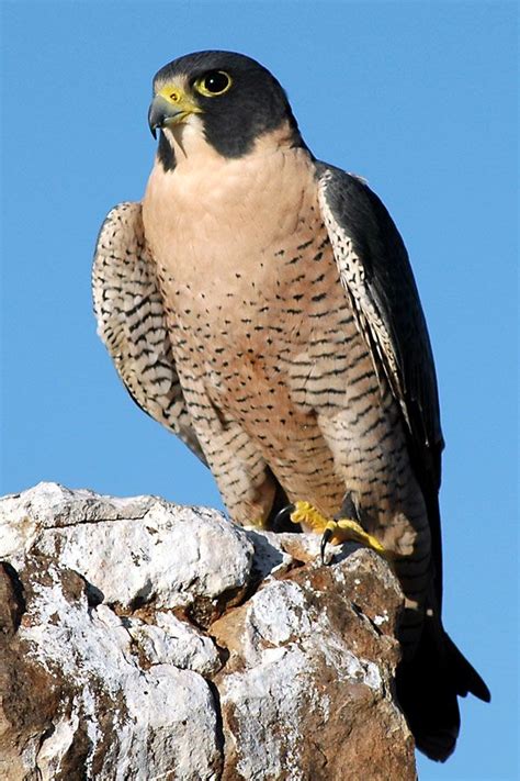 Peregrine Falcon | Peregrine falcon, Beautiful birds, Pet birds