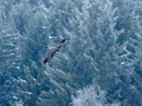 Peregrine Falcon Migration: A Complete Guide | Bird Fact