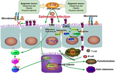 What Is The Reservoir For This Disease Organism, Salmonella Enterica ...