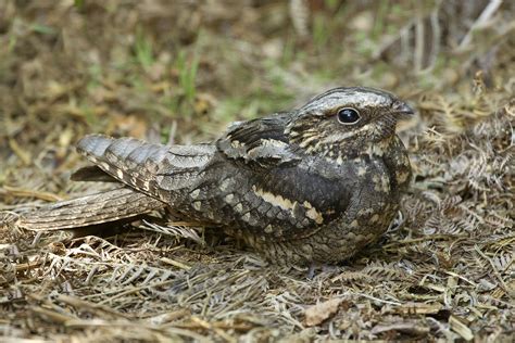 European Nightjar by Jamie MacArthur - BirdGuides