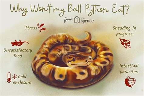 Feeding Your Pet Ball Pythons