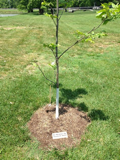 Memorial Tree Program – The City of Carlyle, Illinois | Carlyle Lake ...