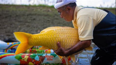 gold koi fish This rare and beautiful golden koi fish can cost you up to $21,000 - koifishes