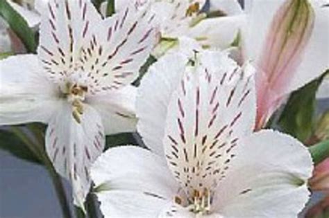 Alstroemeria-white Flower | Floral Expert Dictionary | Lobiloo