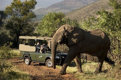 Pilanesberg National Park Safari from Johannesburg 2019