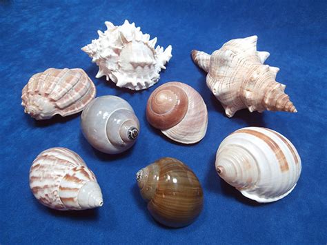 Eight Assorted Seashells - JumboHermit Crab Shells