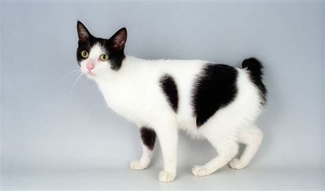 หาแมวหางกุดญี่ปุ่น (Japanese Bobtail Cat)